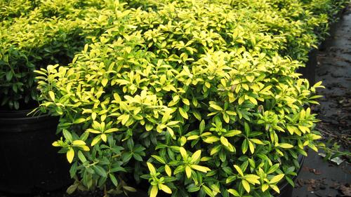 Ilex crenata 'Golden Soft Touch' (Golden Soft Touch Japanese Holly)