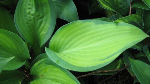 Hosta 'Paul's Glory' (Paul's Glory Hosta)