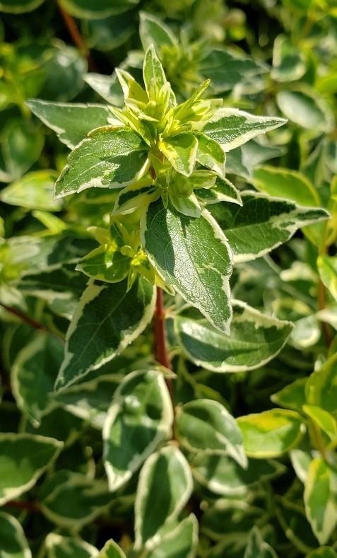 Abelia x grandiflora 'Radiance' - Radiance Abelia from Taylor's Nursery