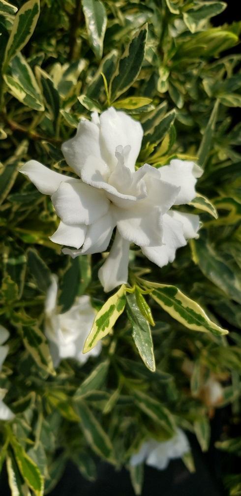 Gardenia jasminoides 'Golden Pathway' (Golden Pathway Gardenia)