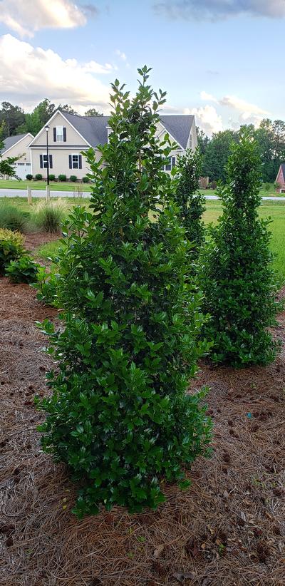 Ilex x 'Acadiana™' - Acadiana™ Holly from Taylor's Nursery