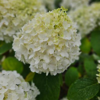 Hydrangea paniculata ''White Wedding®'' - White Wedding® Hydrangea from Taylor's Nursery