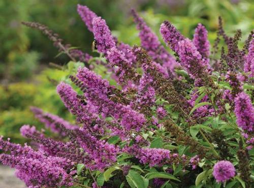 Buddleia 'Tutti Fruitti' (Tutti Fruitti Butterfly Bush)