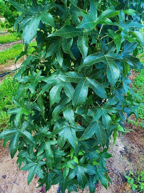 Liquidambar styraciflua 'Slender Silhouette' - Slender Silhouette Sweetgum from Taylor's Nursery