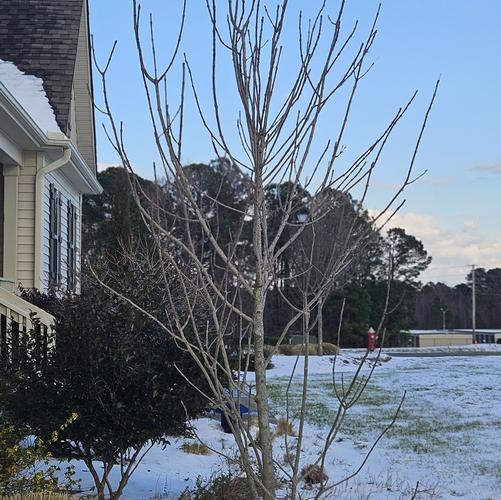 Chionanthus virginicus ''Dirr'' - Fringetree from Taylor's Nursery