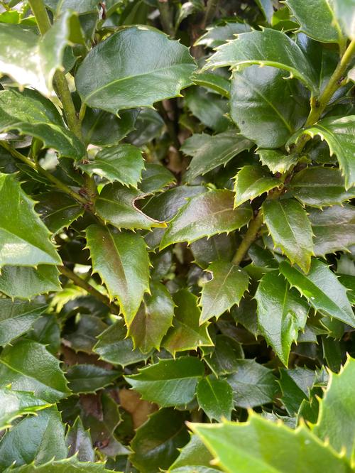 Ilex x 'National' - National Holly from Taylor's Nursery