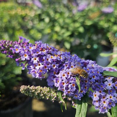 Buddleia ''Pugster Blue®'' - Pugster Blue® Butterfly Bush from Taylor's Nursery