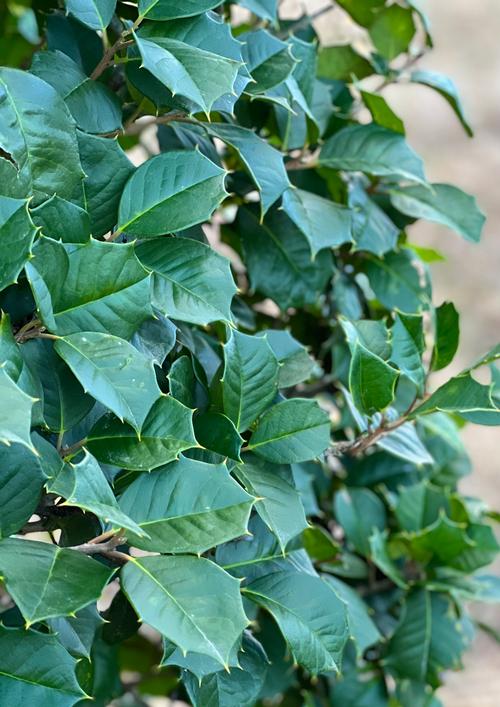 Ilex opaca 'Satyr Hill' - Satyr Hill American Holly from Taylor's Nursery