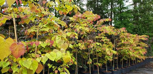 Cercis canadensis 'Flame Thrower™' - Flame Thrower™ Redbud from Taylor's Nursery