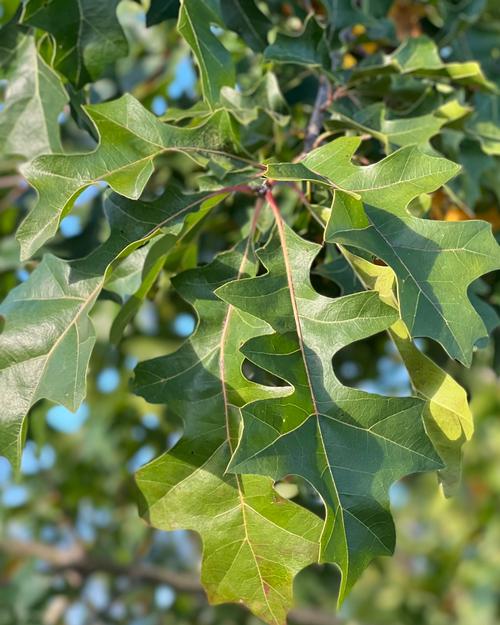 Quercus nuttalli 'Tytlest™' - Tytlest™ Nuttal Oak from Taylor's Nursery