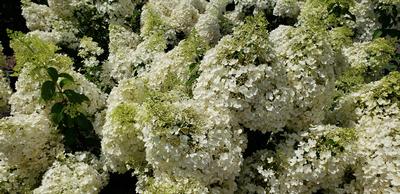 Hydrangea paniculata 'Bobo' - Bobo® Hydrangea from Taylor's Nursery