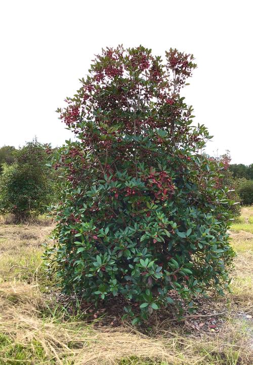 Ternstroemia gymnanthera - Cleyera from Taylor's Nursery