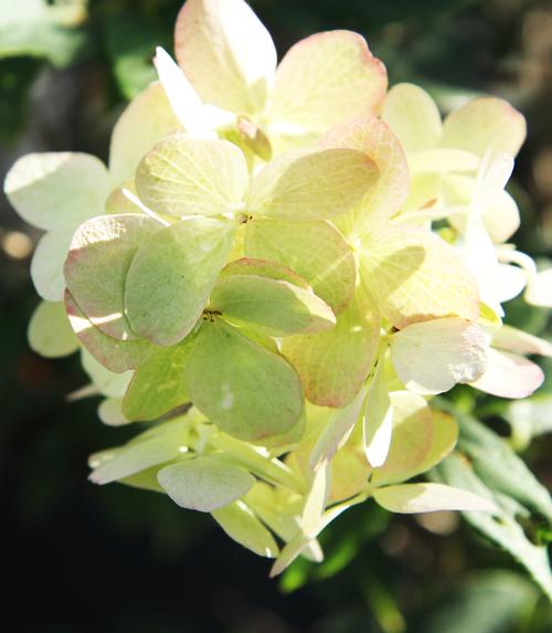 Hydrangea paniculata 'Limelight'