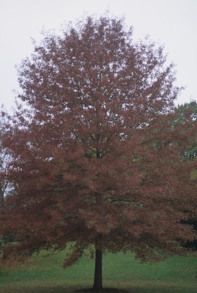 Quercus coccinea (Scarlet Oak)