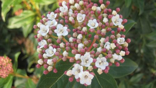 Viburnum tinus 'Spring Bouquet' (Spring Bouquet Viburnum)