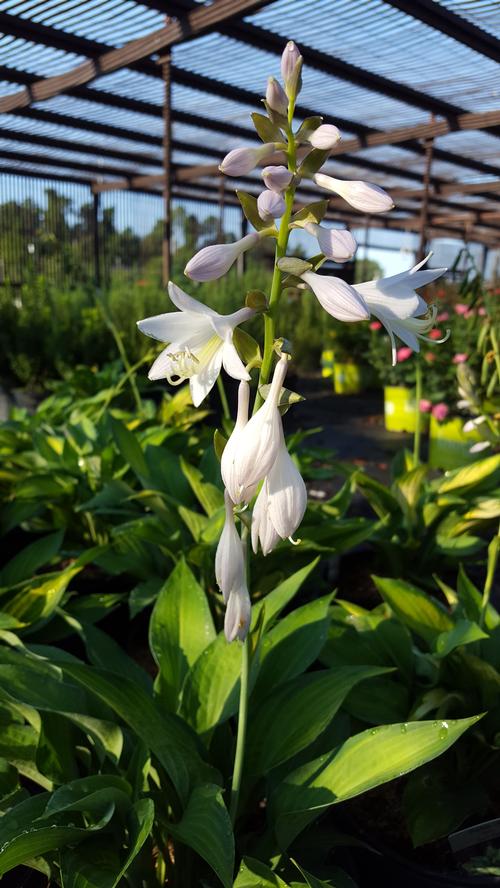 Hosta 'Paul's Glory' (Paul's Glory Hosta)