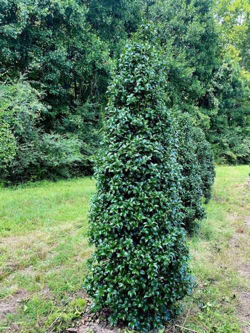 Ilex x 'National' - National Holly from Taylor's Nursery