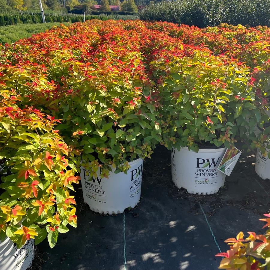 Spiraea japonica 'Candy Corn®' - Candy Corn® Spirea from Taylor's Nursery