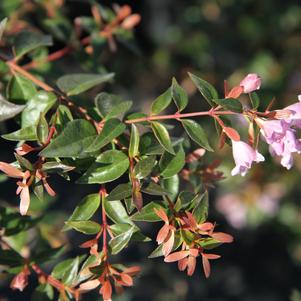 Edward Goucher Glossy Abelia