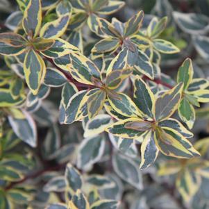 Sunrise Glossy Abelia