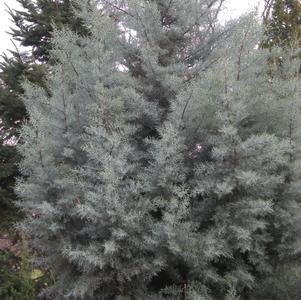 Blue Ice Arizona Cypress