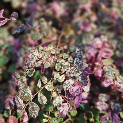 Variegated Jazz Hands™ Loropetalum