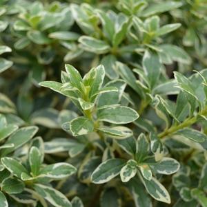 Variegated Pittosporum