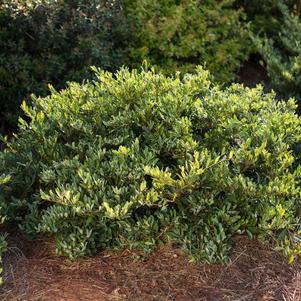 Swing Low® Distylium