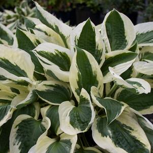 Hosta fortunei Patriot