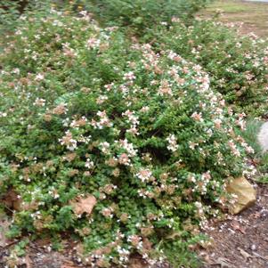 Abelia x grandiflora Little Richard