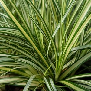 Carex oshimensis Evergold