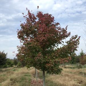 Acer buergerianum 